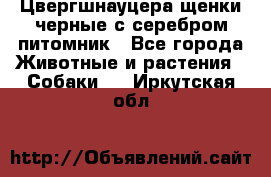 Цвергшнауцера щенки черные с серебром питомник - Все города Животные и растения » Собаки   . Иркутская обл.